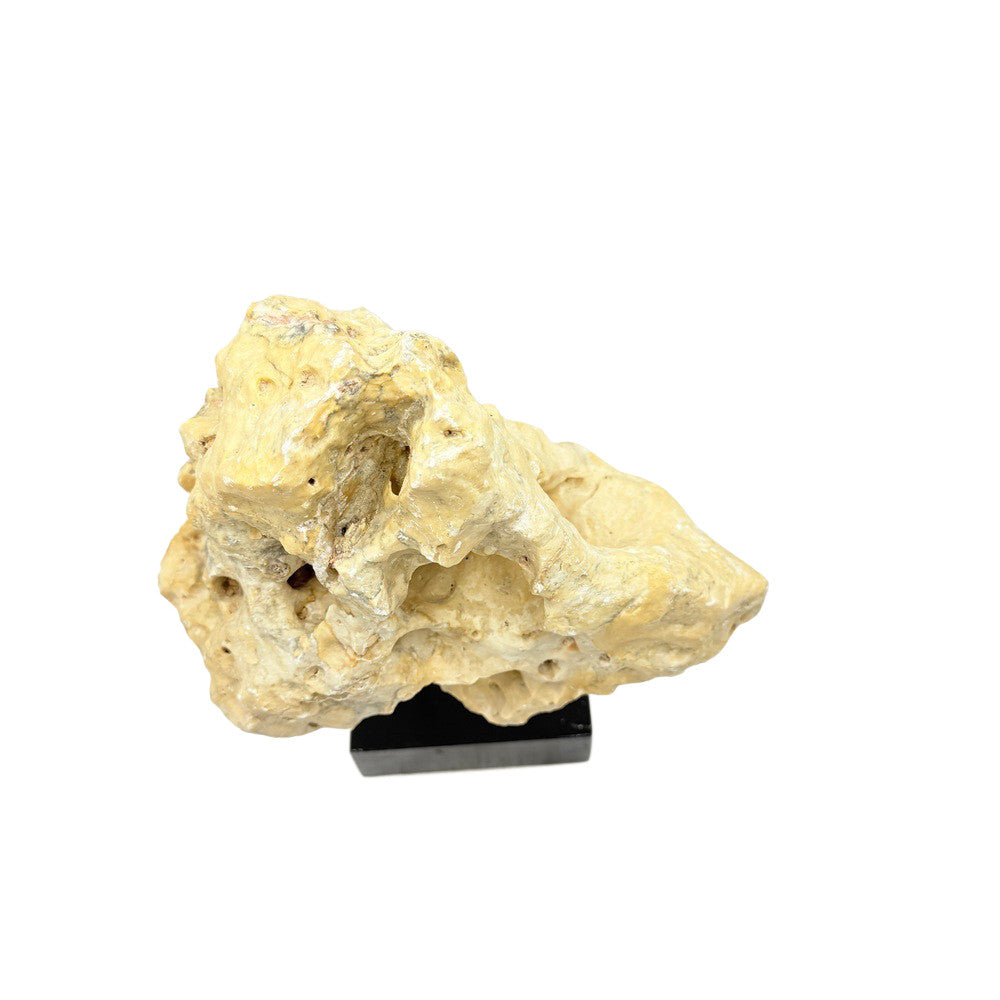 Indonesian Coral On Teak Stand - Berbere Imports