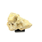 Indonesian Coral On Teak Stand - Berbere Imports