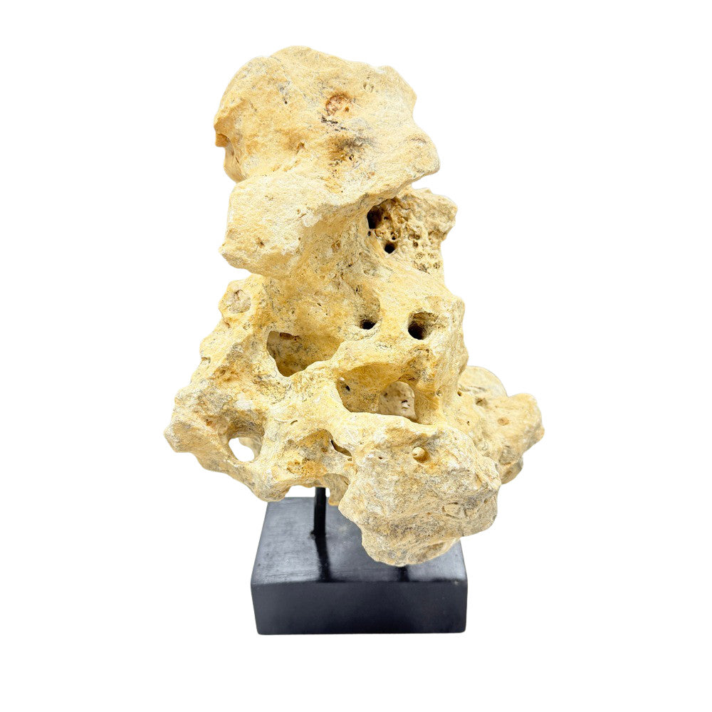Indonesian Coral Stone On Teak Stand - Berbere Imports