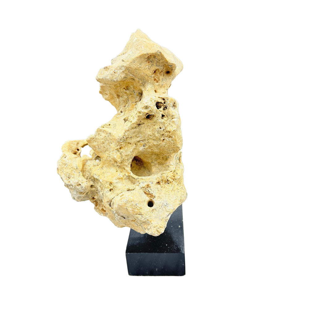 Indonesian Coral On Teak Stand - Berbere Imports