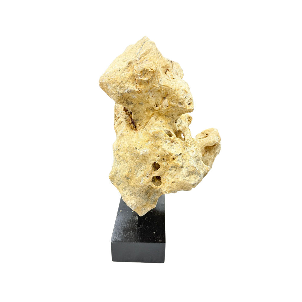 Indonesian Coral Stone On Teak Stand - Berbere Imports