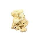 Indonesian Coral On Teak Stand - Berbere Imports