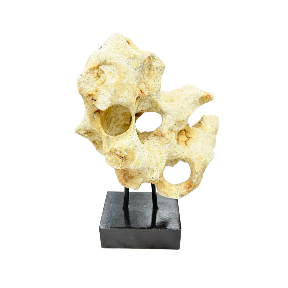 Indonesian Coral On Teak Stand - Berbere Imports