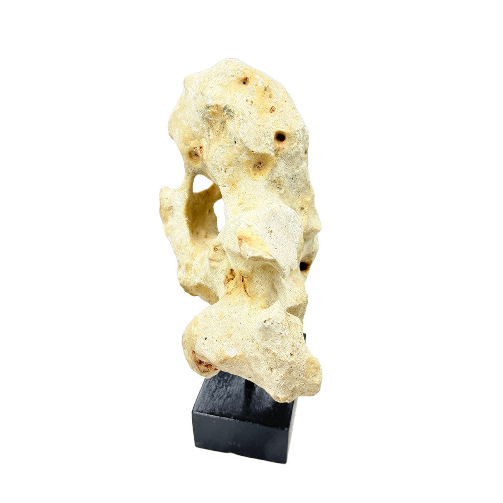 Indonesian Coral Stone On Teak Stand - Berbere Imports