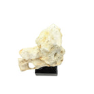 Indonesian Coral Stone On Teak Stand - Berbere Imports