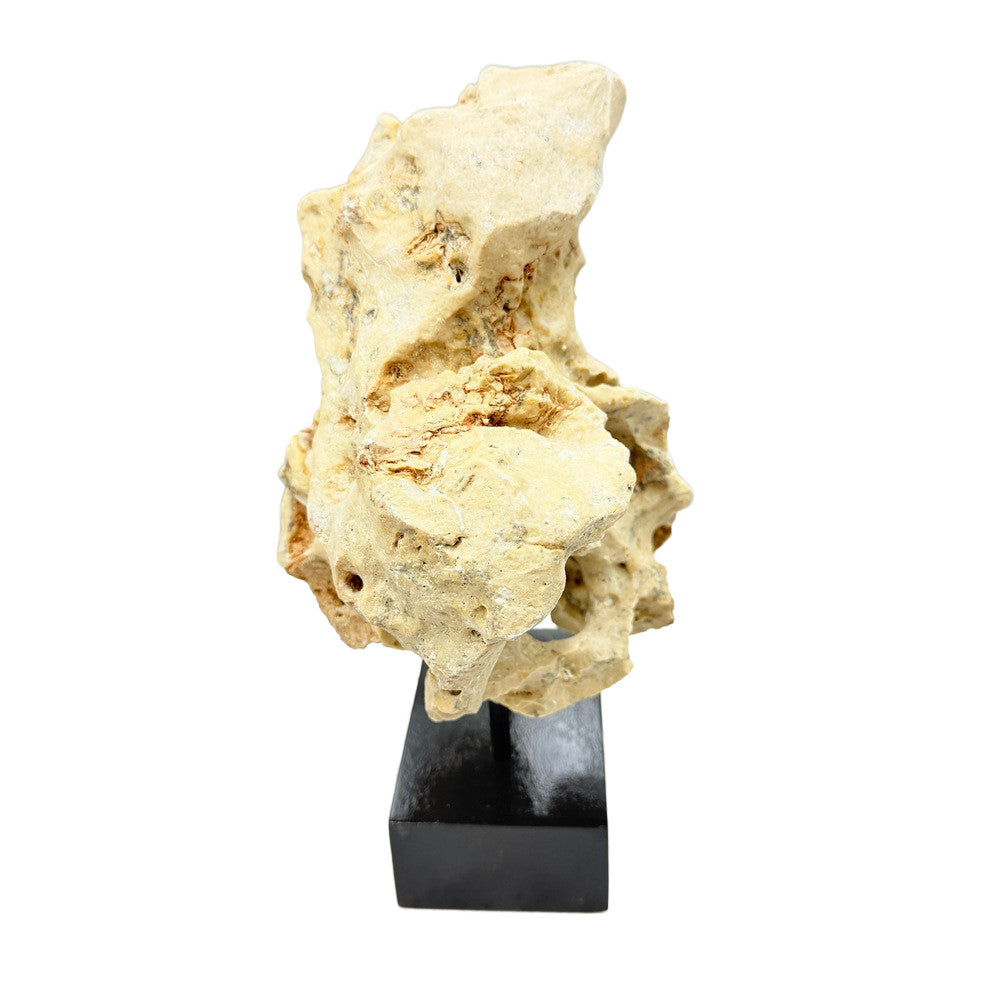 Indonesian Coral On Teak Stand - Berbere Imports