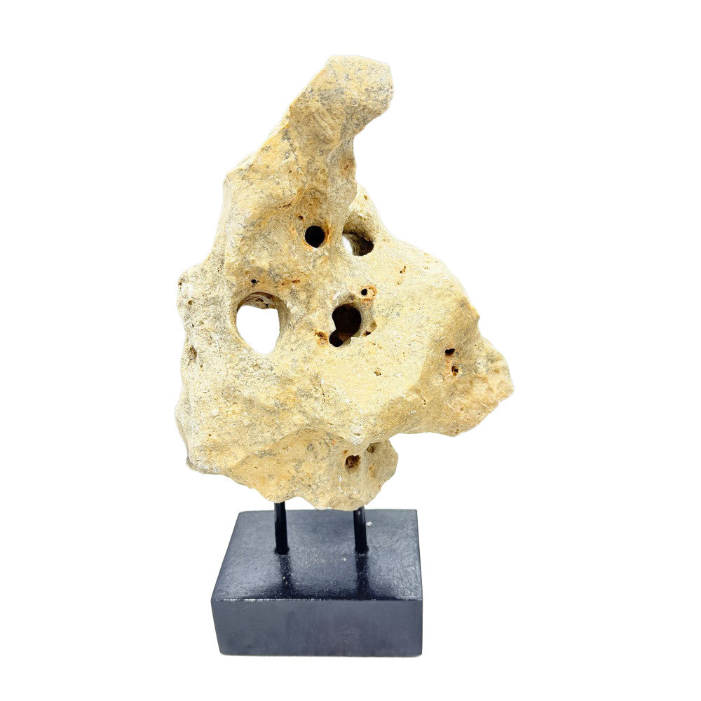 Indonesian Coral On Teak Stand - Berbere Imports