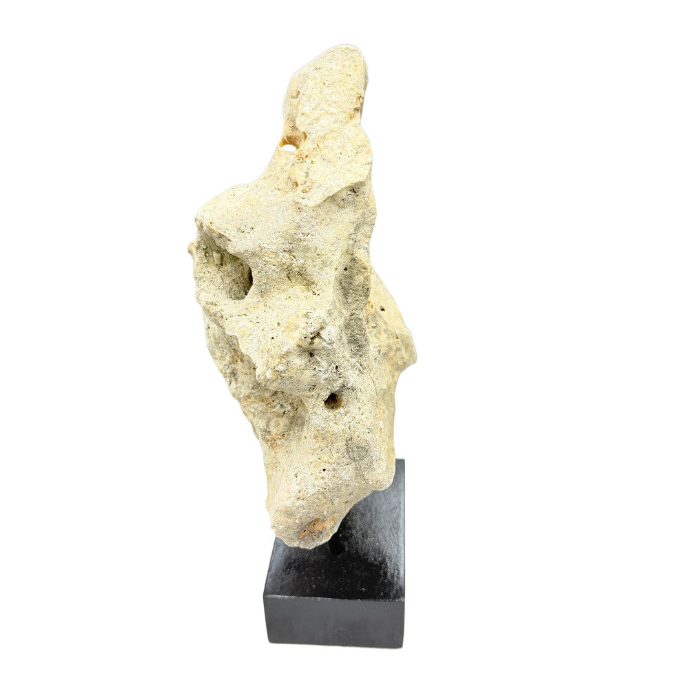 Indonesian Coral Stone On Teak Stand - Berbere Imports