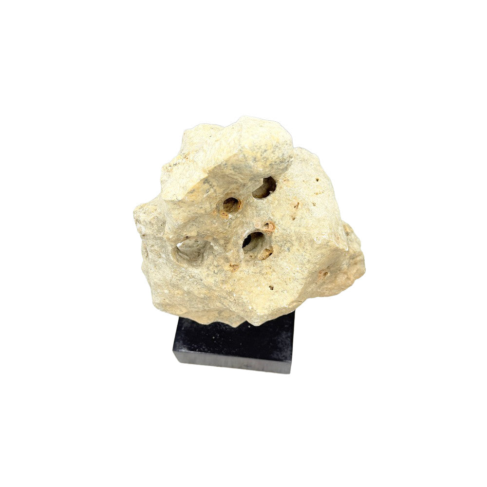 Indonesian Coral On Teak Stand - Berbere Imports
