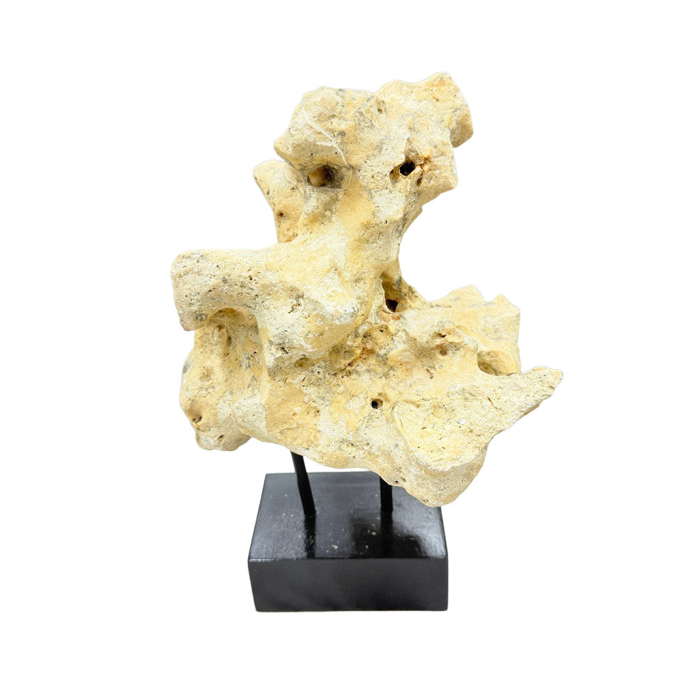 Indonesian Coral On Teak Stand - Berbere Imports