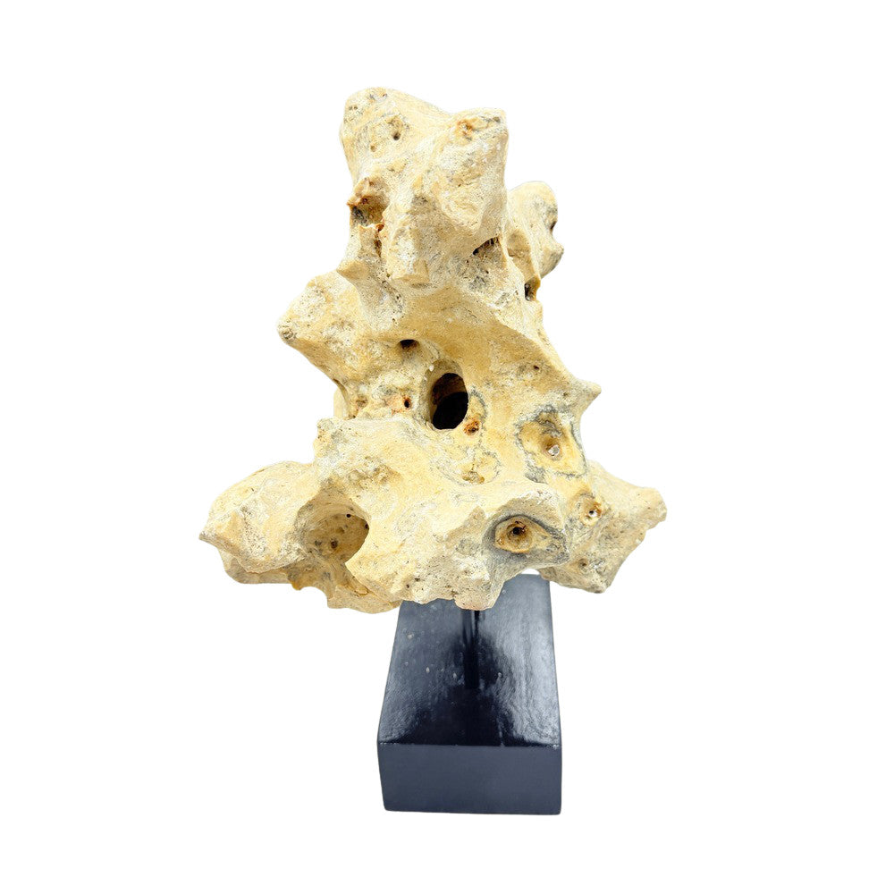 Indonesian Coral Stone On Teak Stand - Berbere Imports