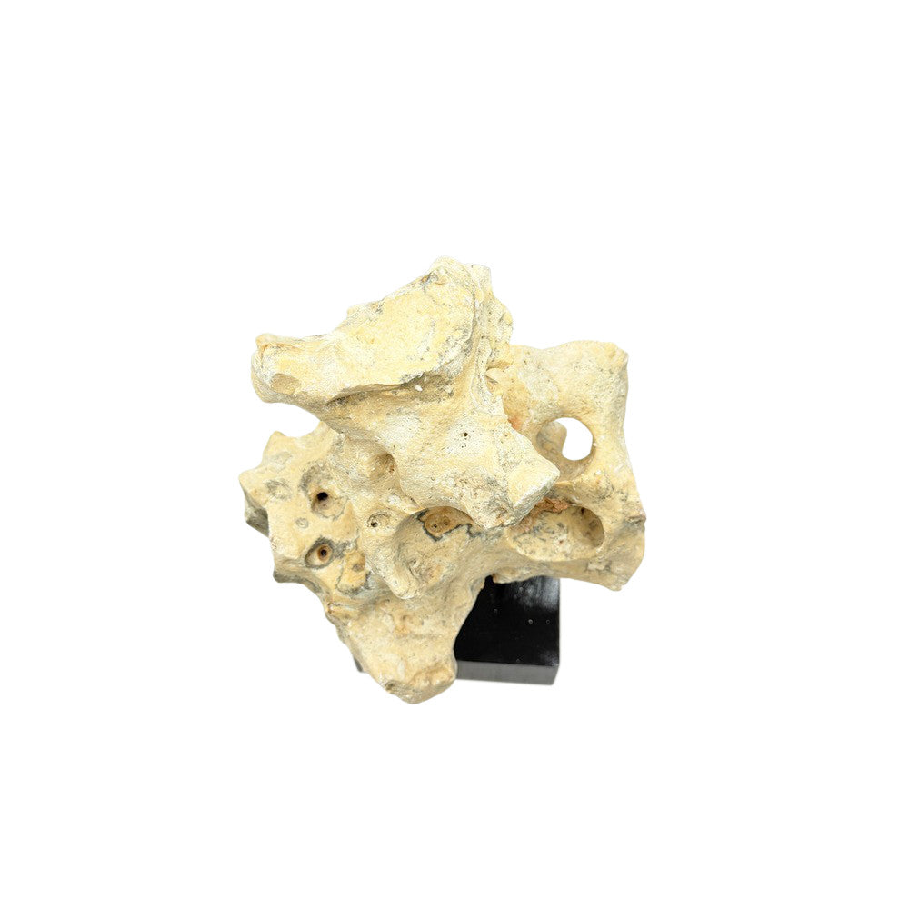 Indonesian Coral Stone On Teak Stand - Berbere Imports