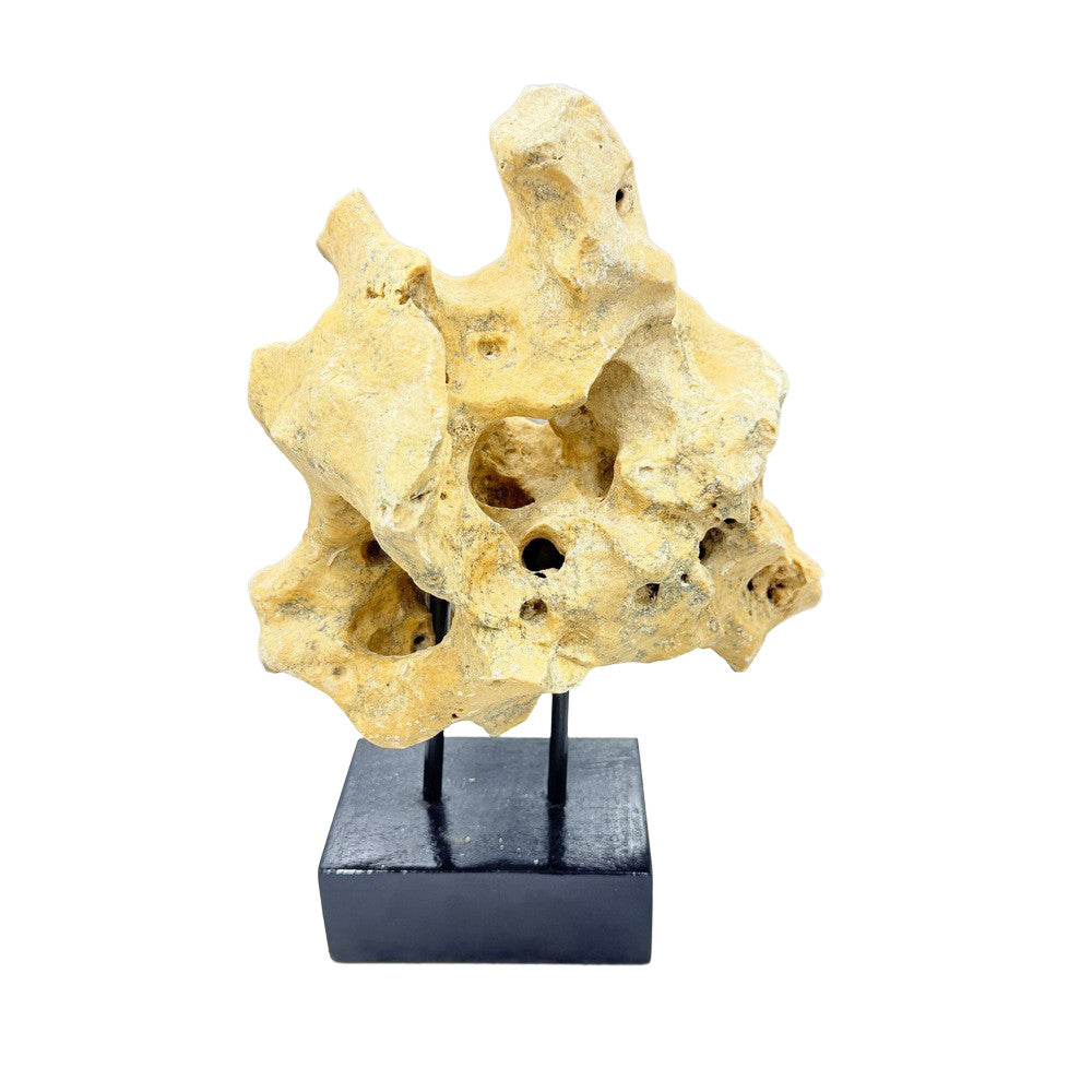 Indonesian Coral Stone On Teak Stand - Berbere Imports