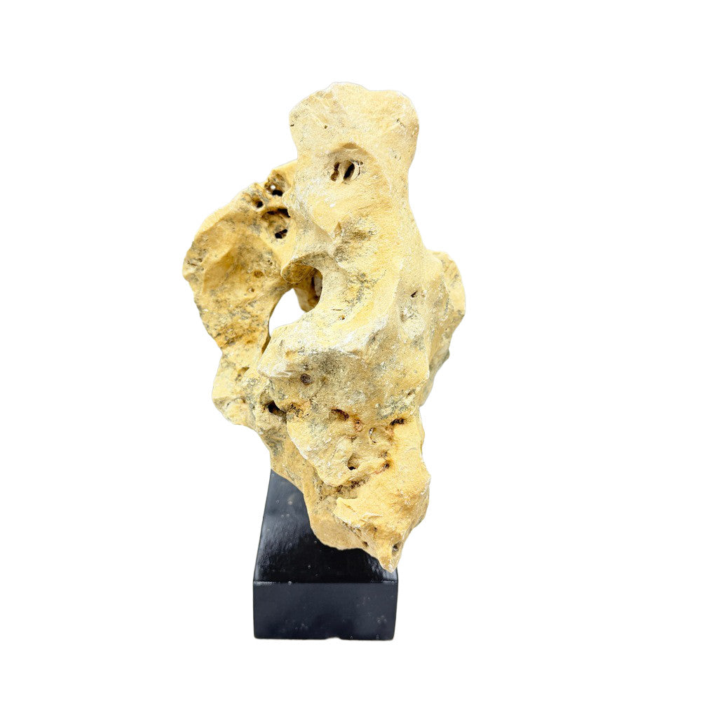 Indonesian Coral Stone On Teak Stand - Berbere Imports