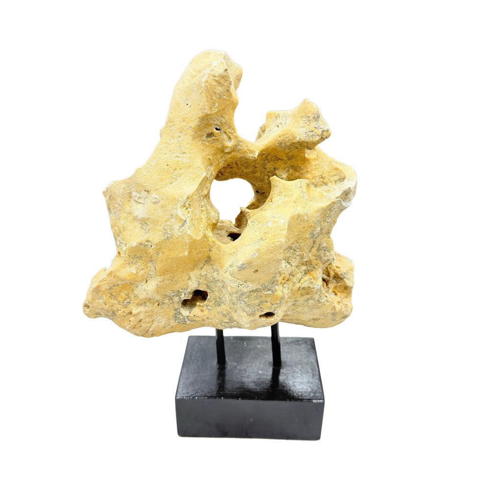 Indonesian Coral Stone On Teak Stand - Berbere Imports