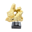 Indonesian Coral Stone On Teak Stand - Berbere Imports