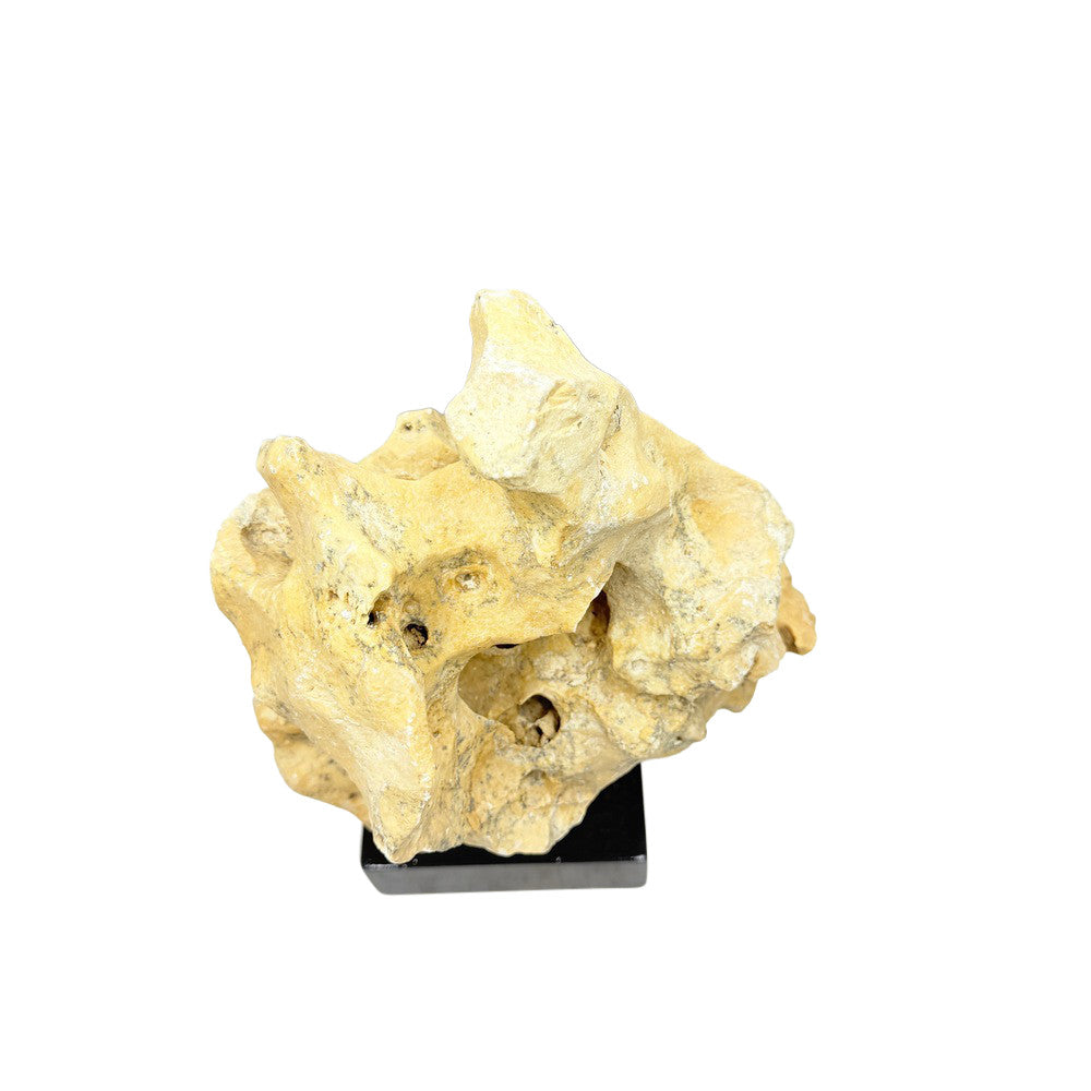 Indonesian Coral On Teak Stand - Berbere Imports