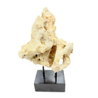 Indonesian Coral Stone On Teak Stand - Berbere Imports