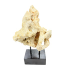 Indonesian Coral Stone On Teak Stand - Berbere Imports