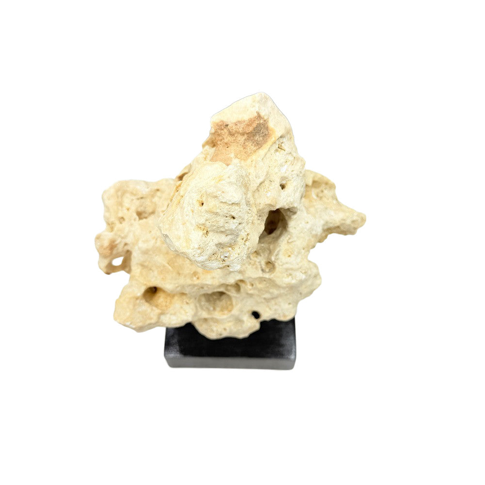 Indonesian Coral Stone On Teak Stand - Berbere Imports