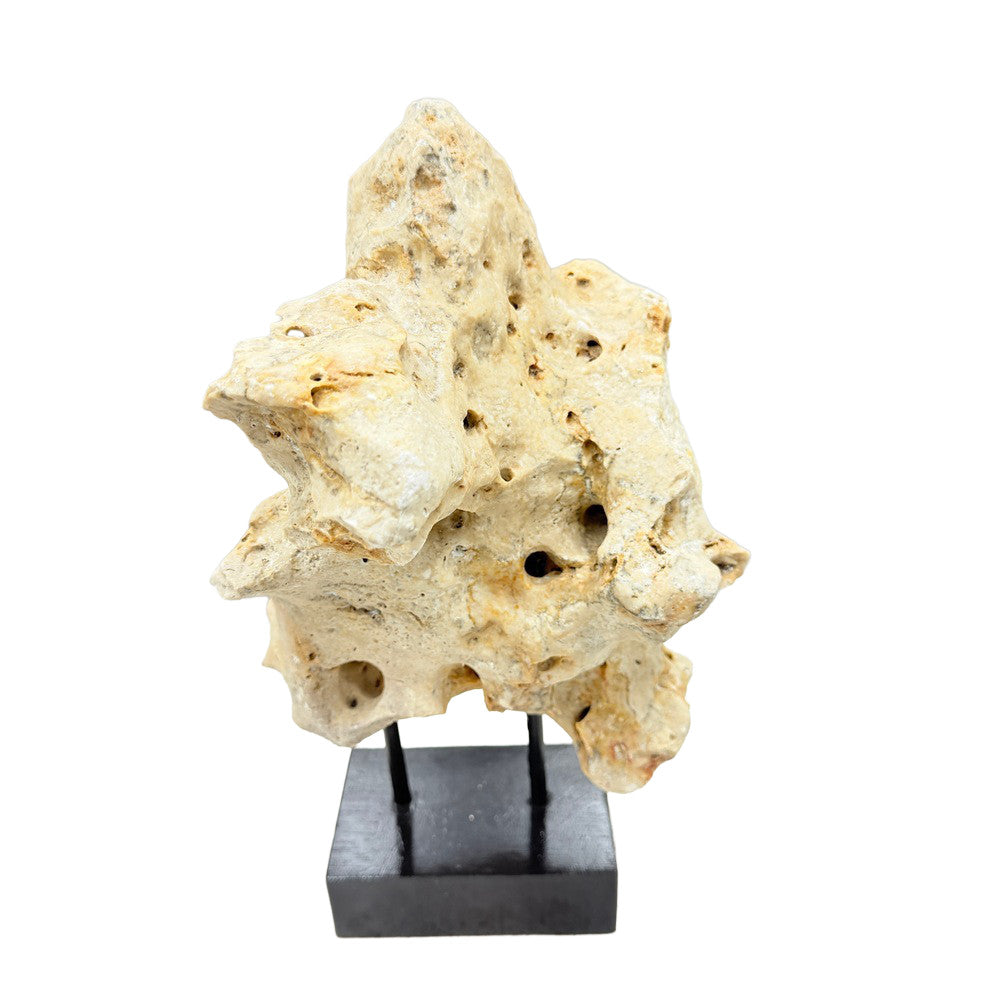 Indonesian Coral Stone On Teak Stand - Berbere Imports
