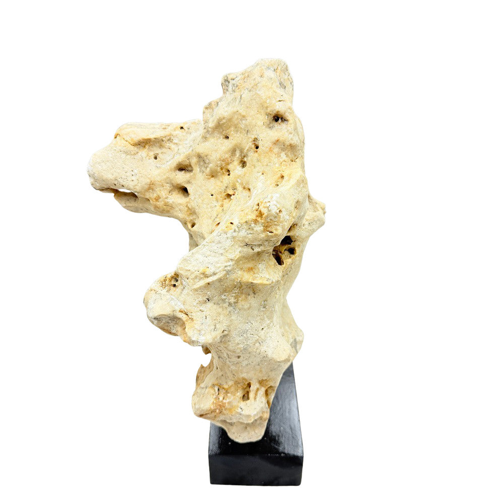 Indonesian Coral On Teak Stand - Berbere Imports