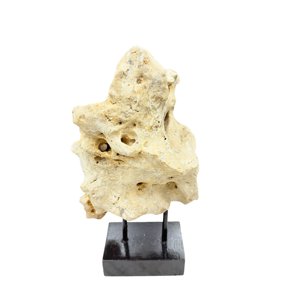 Indonesian Coral On Teak Stand - Berbere Imports