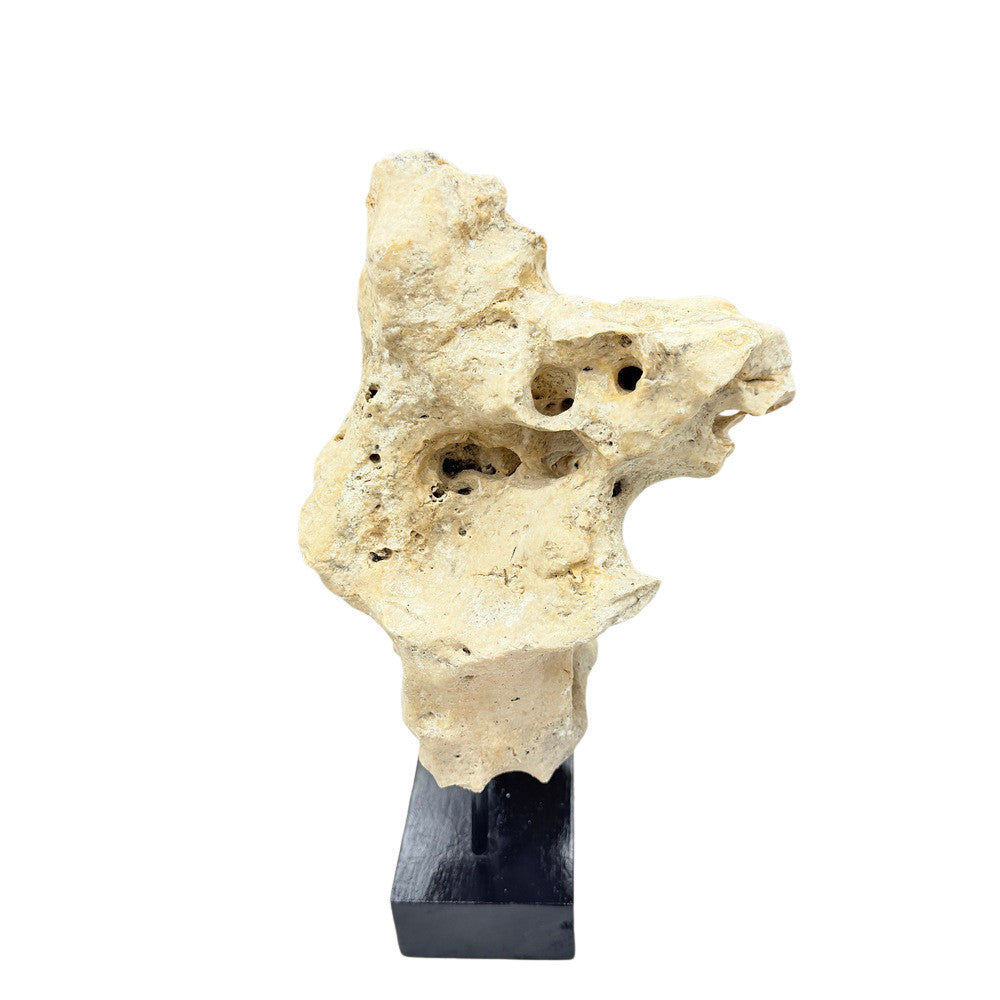 Indonesian Coral Stone On Teak Stand - Berbere Imports