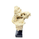Indonesian Coral Stone On Teak Stand - Berbere Imports