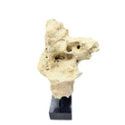 Indonesian Coral On Teak Stand - Berbere Imports