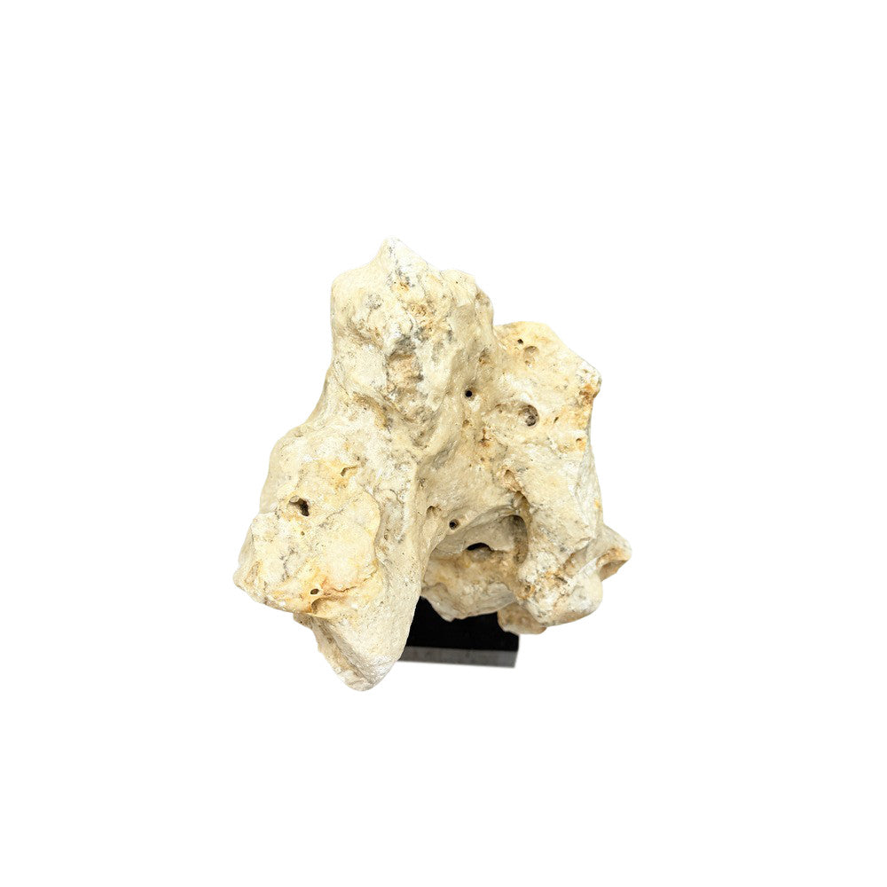 Indonesian Coral Stone On Teak Stand - Berbere Imports