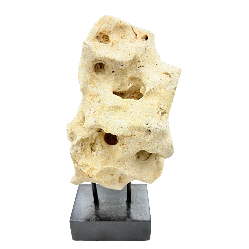 Indonesian Coral On Teak Stand - Berbere Imports