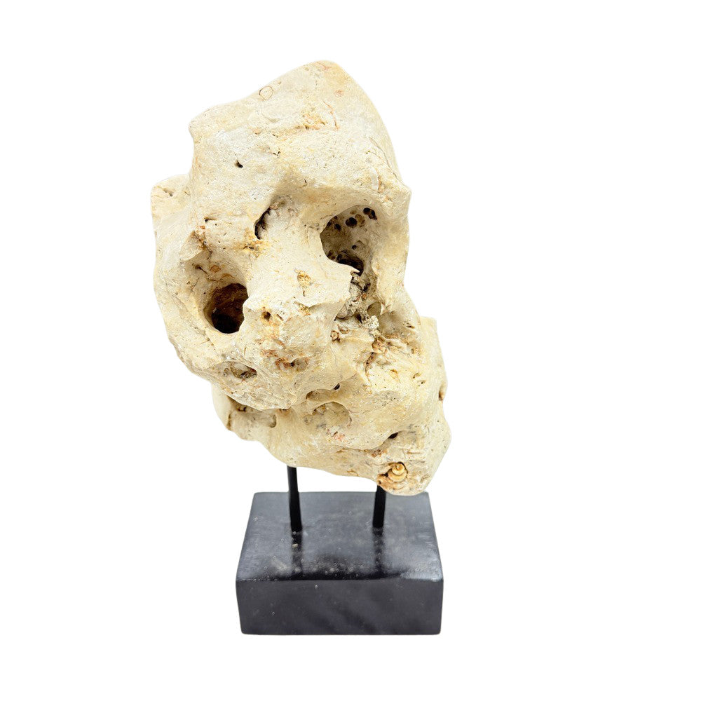 Indonesian Coral Stone On Teak Stand - Berbere Imports