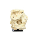 Indonesian Coral Stone On Teak Stand - Berbere Imports