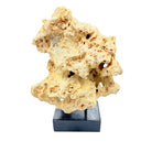 Indonesian Coral On Teak Stand - Berbere Imports