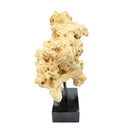 Indonesian Coral On Teak Stand - Berbere Imports