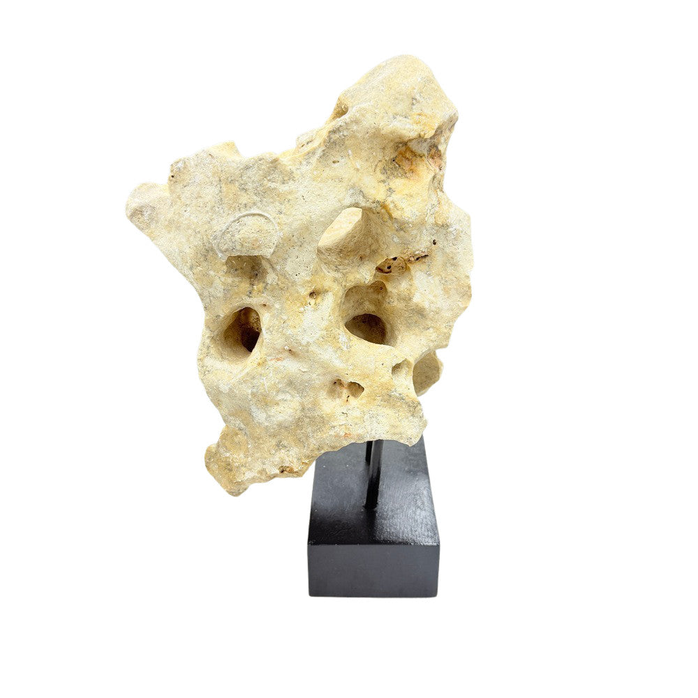 Indonesian Coral Stone On Teak Stand - Berbere Imports