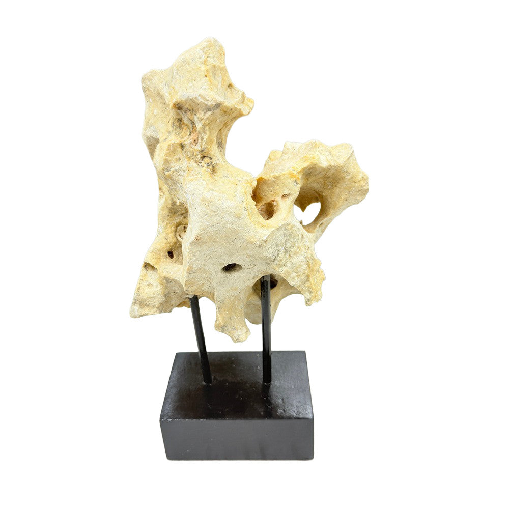 Indonesian Coral Stone On Teak Stand - Berbere Imports
