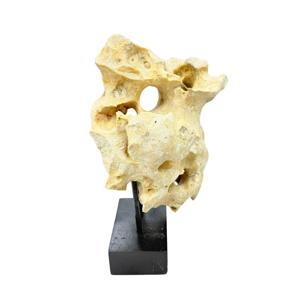 Indonesian Coral Stone On Teak Stand - Berbere Imports