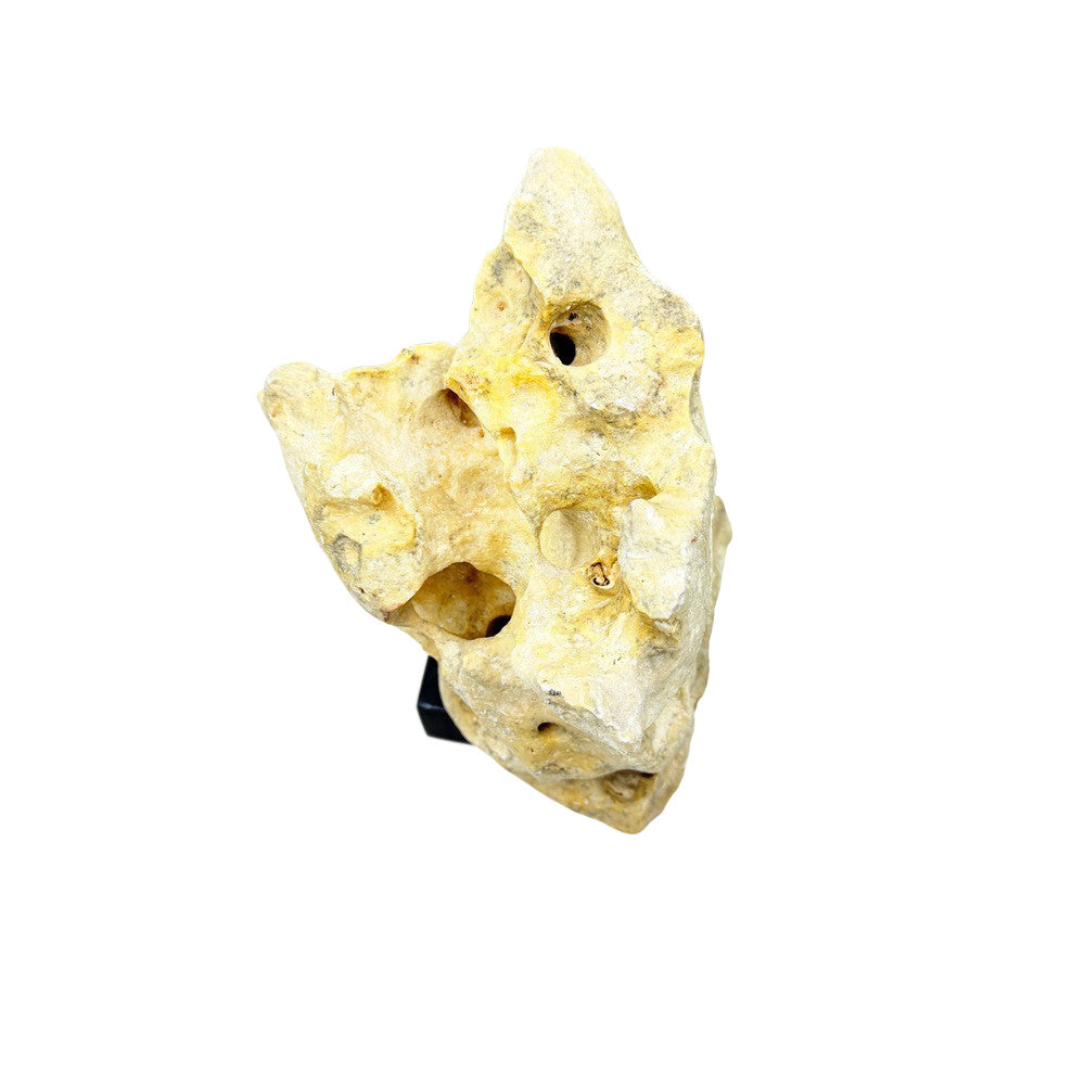 Indonesian Coral Stone On Teak Stand - Berbere Imports