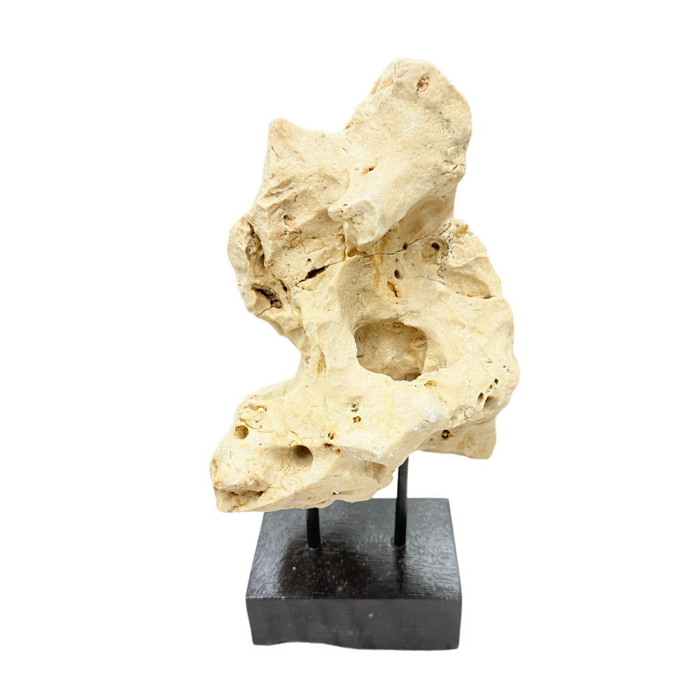 Indonesian Coral Stone On Teak Stand - Berbere Imports