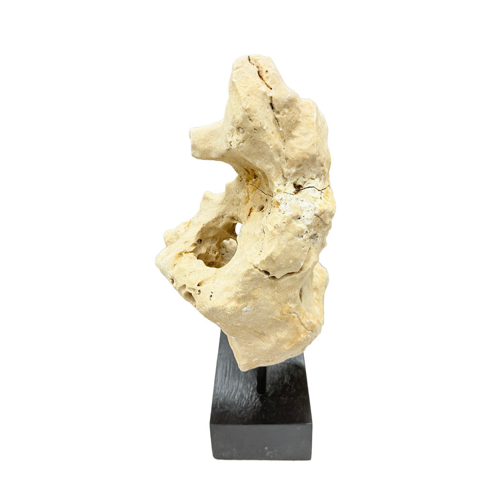Indonesian Coral Stone On Teak Stand - Berbere Imports