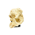 Indonesian Coral Stone On Teak Stand - Berbere Imports