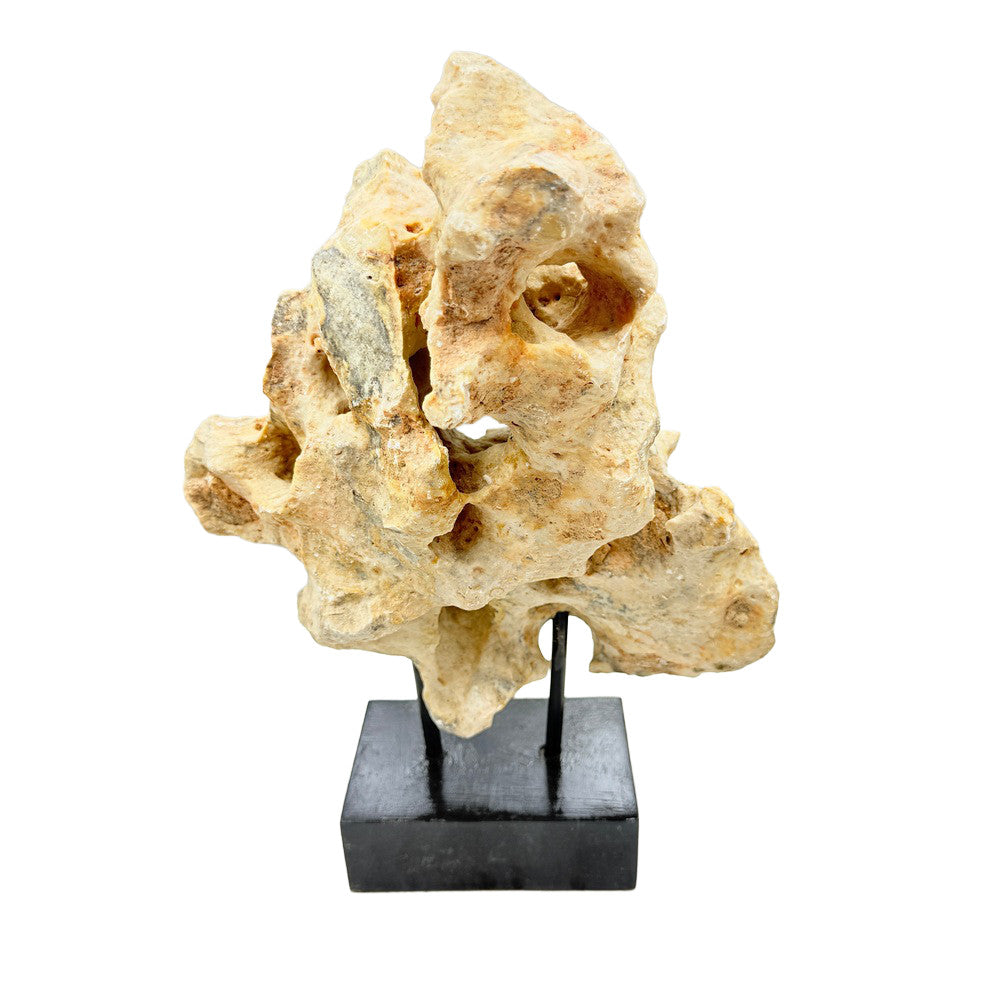 Indonesian Coral Stone On Teak Stand - Berbere Imports