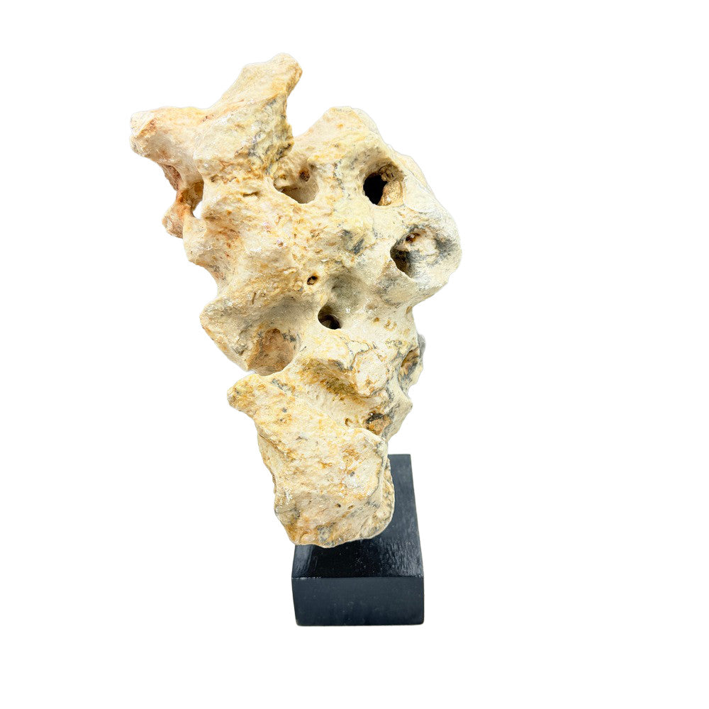 Indonesian Coral Stone On Teak Stand - Berbere Imports