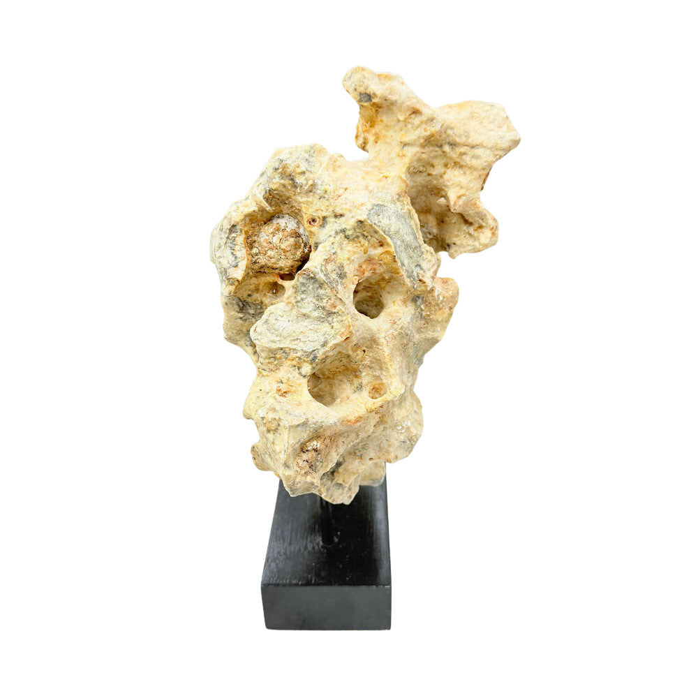 Indonesian Coral Stone On Teak Stand - Berbere Imports