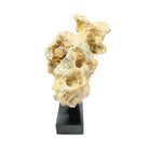 Indonesian Coral Stone On Teak Stand - Berbere Imports