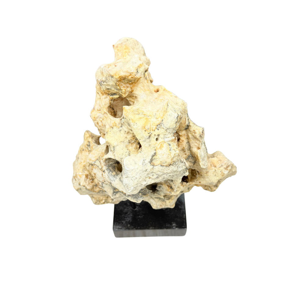 Indonesian Coral Stone On Teak Stand - Berbere Imports