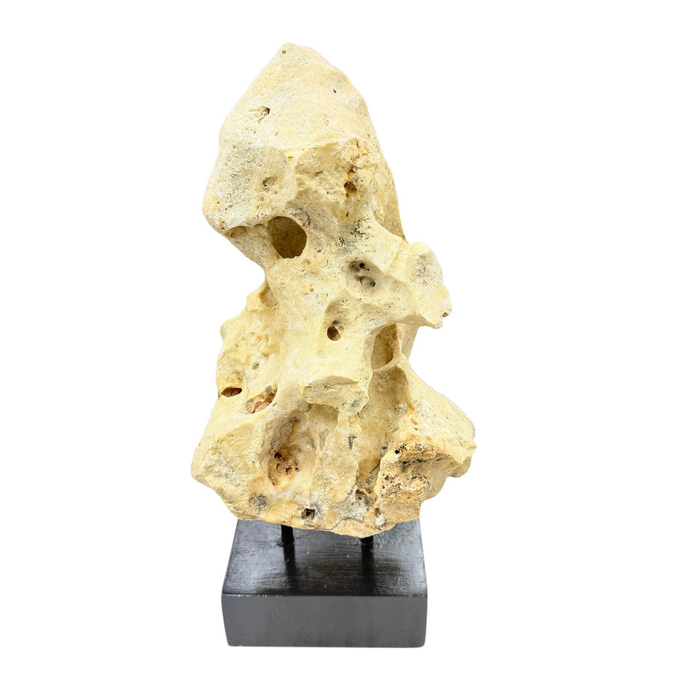 Indonesian Coral Stone On Teak Stand - Berbere Imports