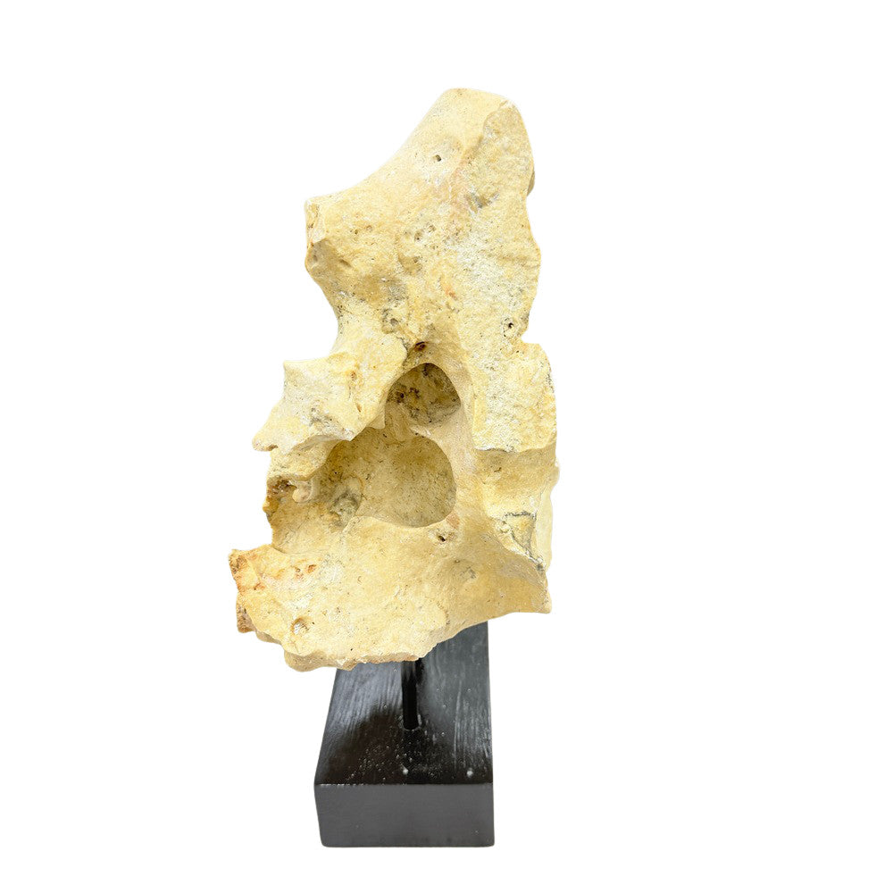 Indonesian Coral Stone On Teak Stand - Berbere Imports
